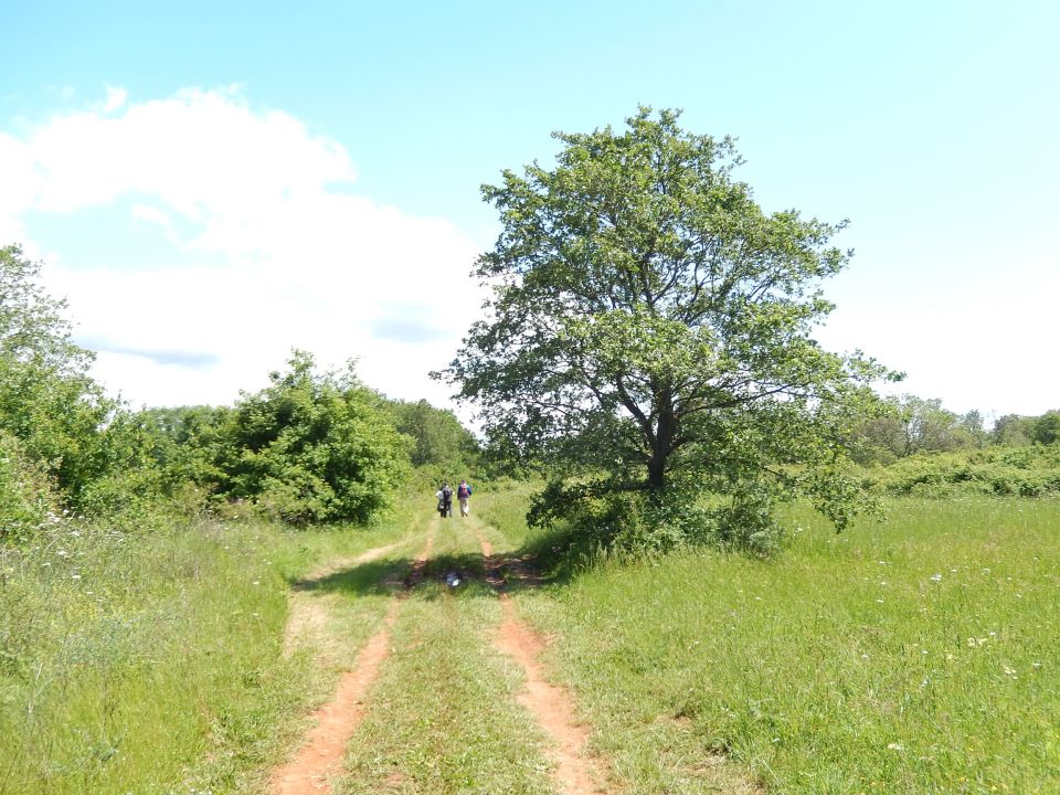 Palud, 18.5.2014 - foto povečava