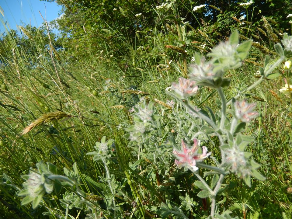 Palud, 18.5.2014 - foto povečava