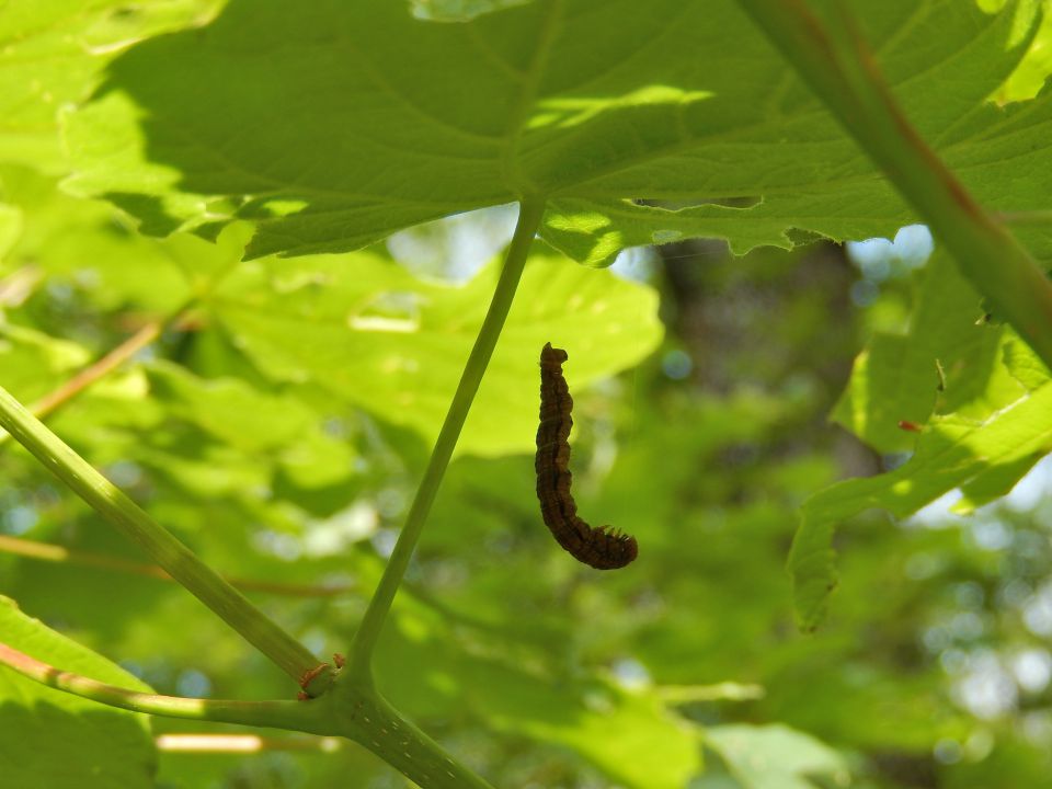 Dolina Raše i Vipave 21.5.2014 - foto povečava