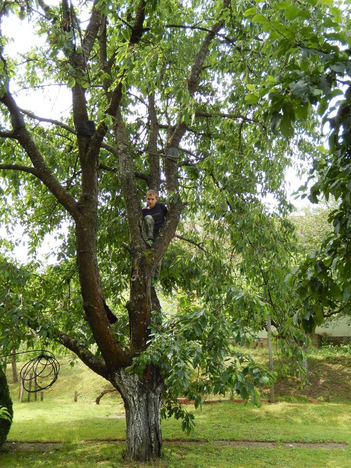 Slavonija, 01.06. 2014 - foto povečava