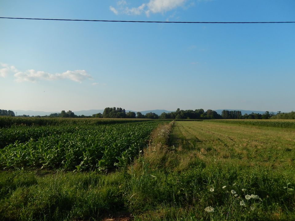 Slavonija Julij 2014 - foto povečava