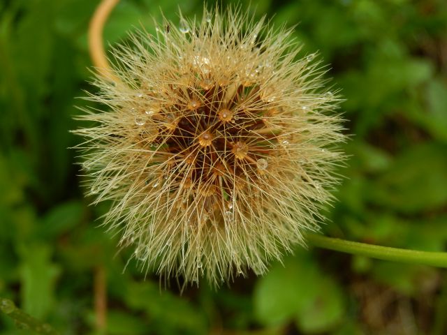 Zreče 22.07.2014 - foto