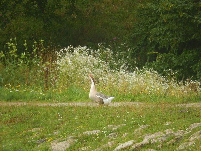 Zreče 22.07.2014 - foto