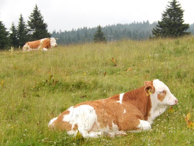 Rogla, Zreče 23.07.2014 - foto