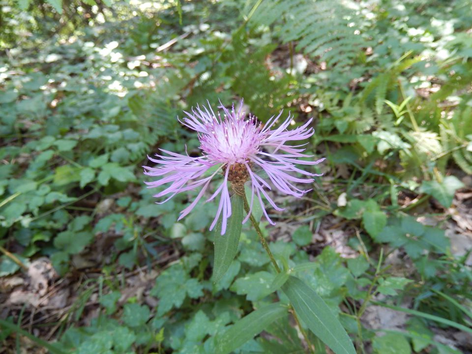 Donačka gora 24.07.2014 - foto povečava