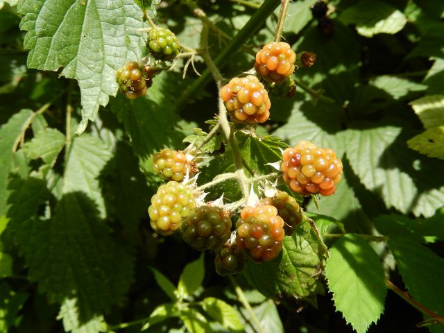 Donačka gora 24.07.2014 - foto