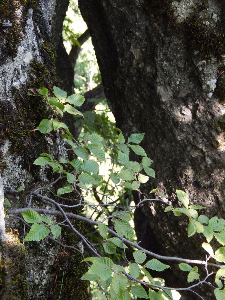 Donačka gora 24.07.2014 - foto povečava