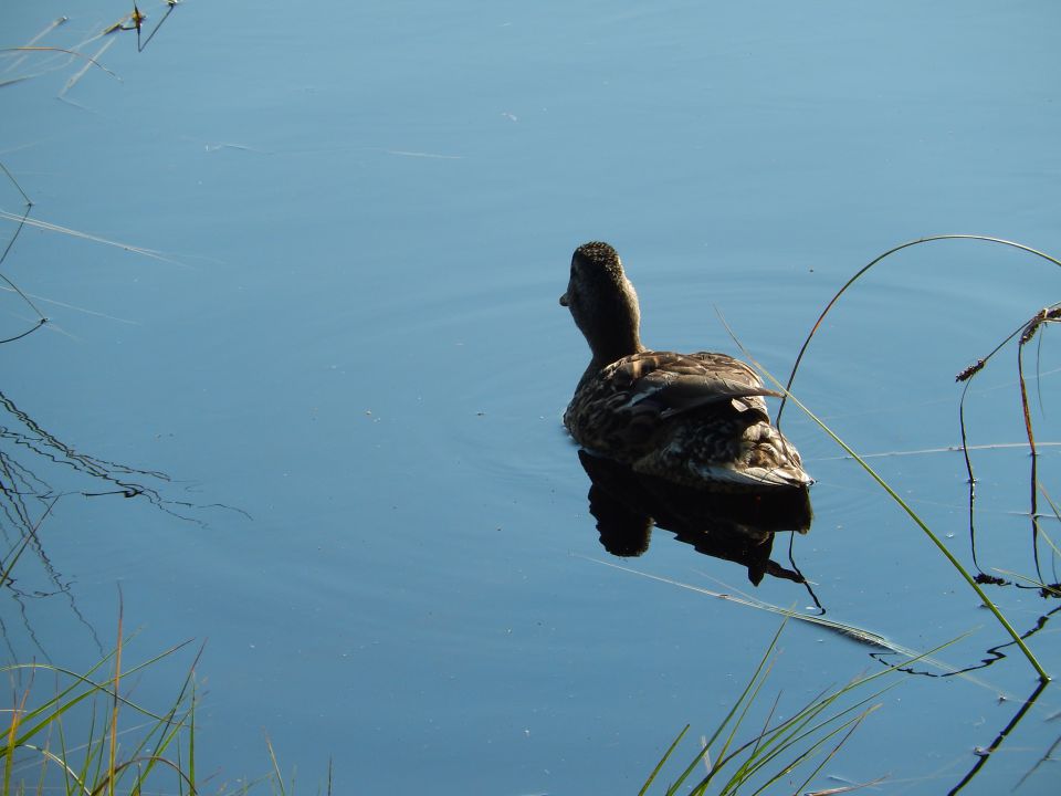 Črno jezero, Slovenske Konjice 25.07.2014 - foto povečava