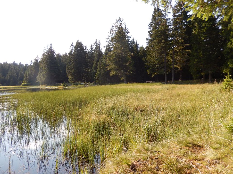 Črno jezero, Slovenske Konjice 25.07.2014 - foto povečava