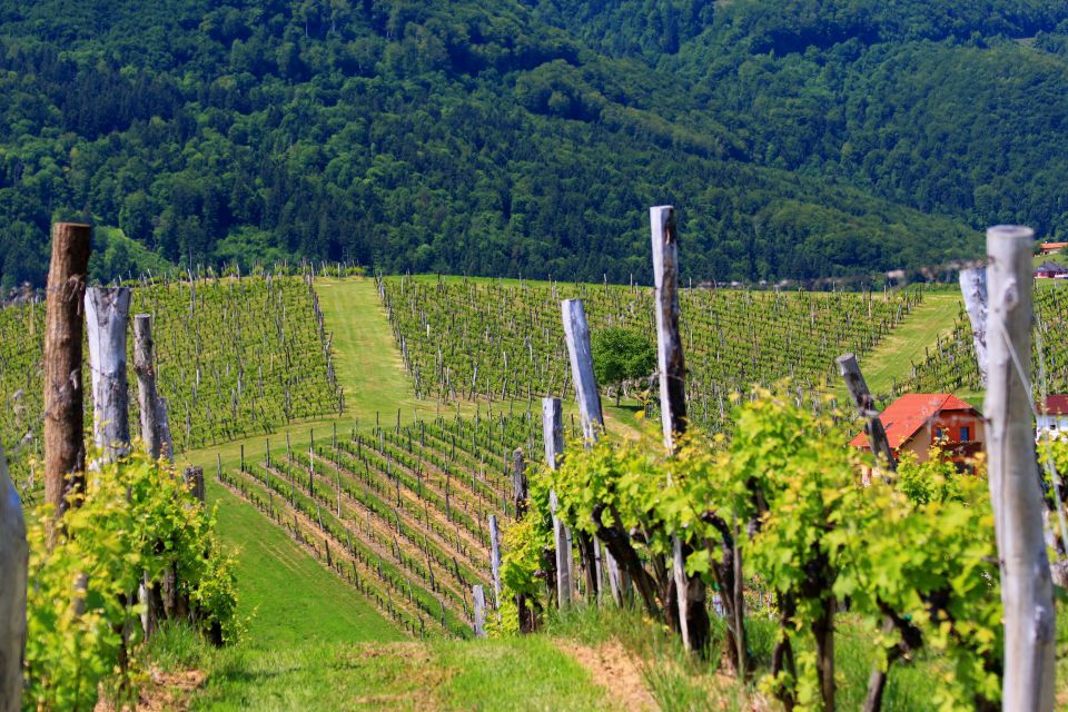 S.KONJICE - zlati griči - foto povečava