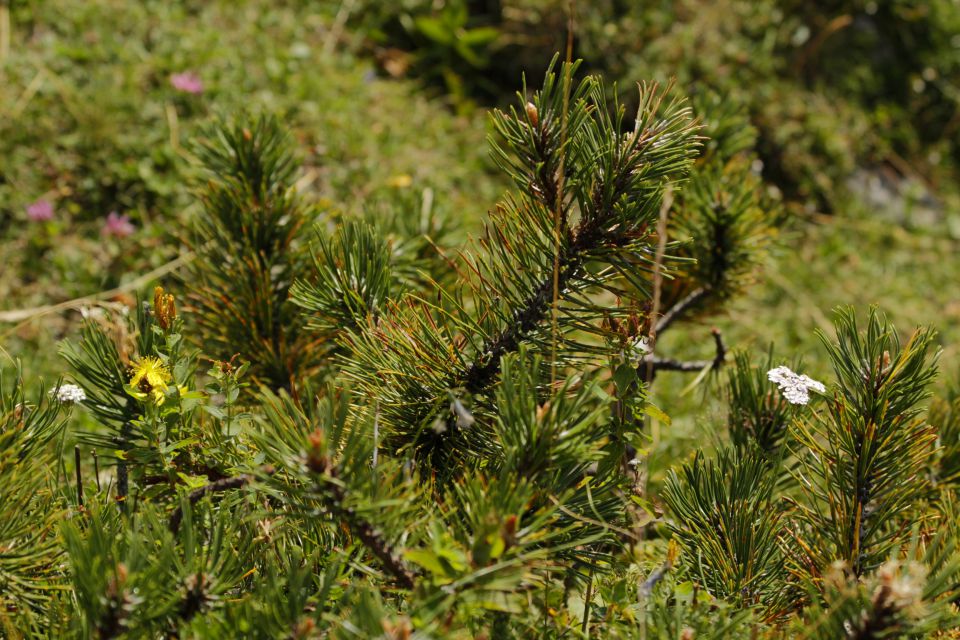 Velika planina 08.08.12 - foto povečava