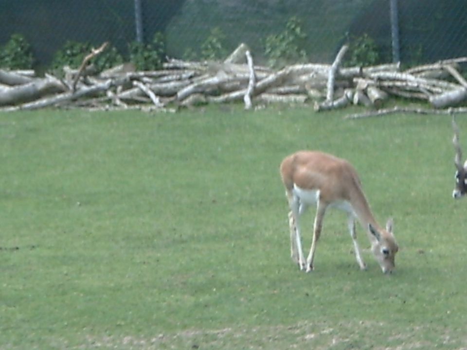 VERONA - ZOO SAFARI - foto povečava