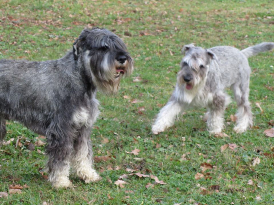 Pepa&Lucky-drugo srečanje - foto povečava