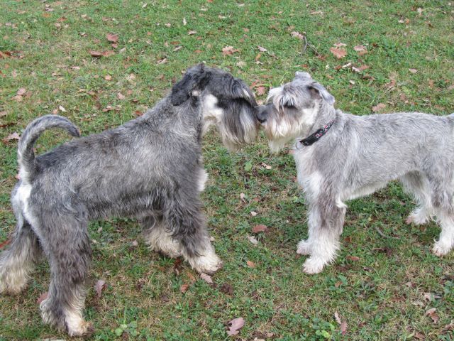 Pepa&Lucky-drugo srečanje - foto