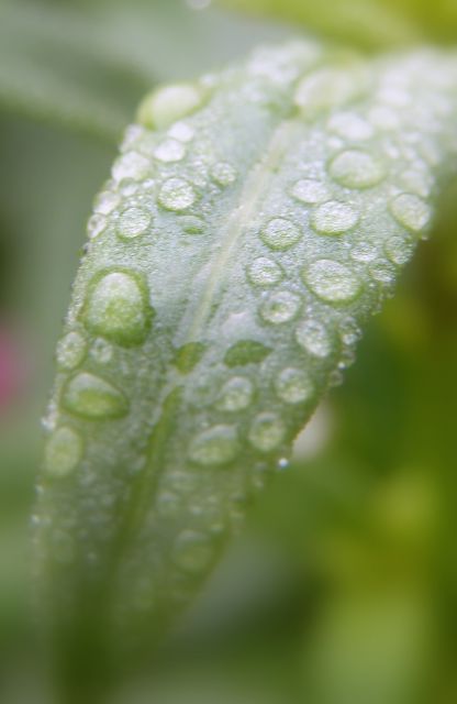 Makro - foto