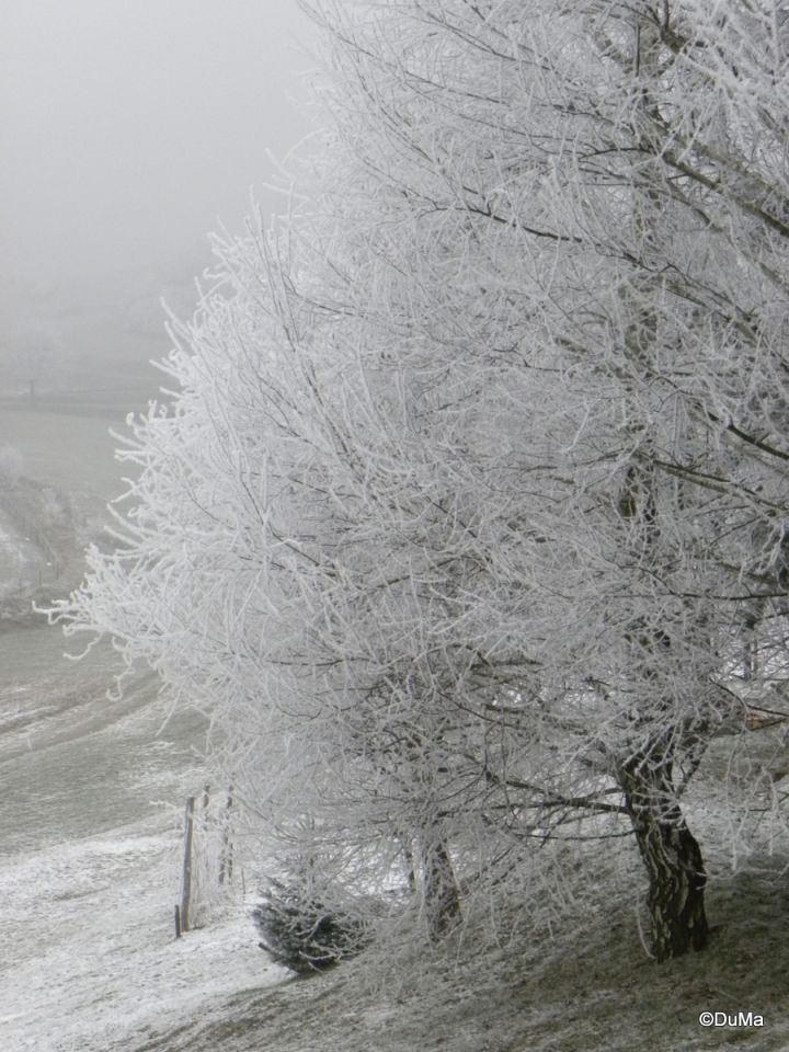 Ivje_2011 - foto povečava