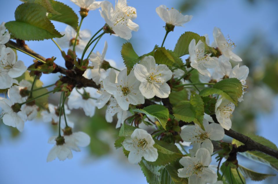 Pomladne rožice - foto povečava