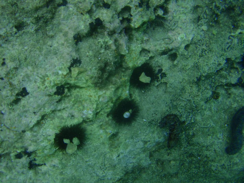 Pod morsko gladino - foto povečava