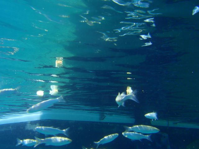 Pod morsko gladino - foto