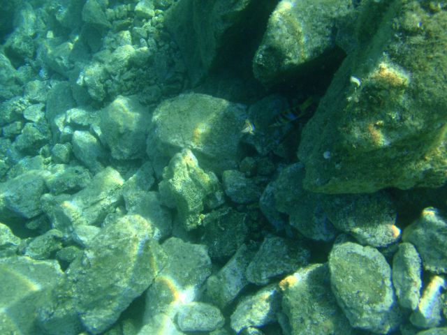 Pod morsko gladino - foto