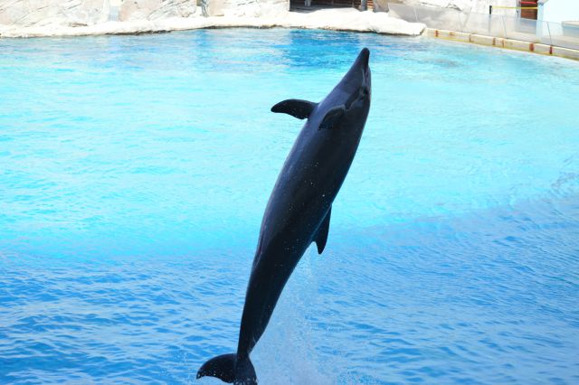 Delfini -oltremare park - foto