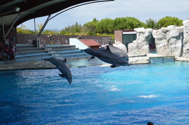 Delfini -oltremare park - foto
