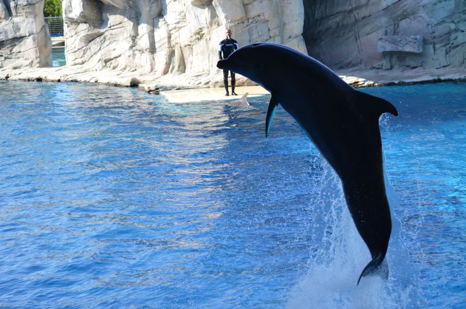 Delfini -oltremare park - foto povečava