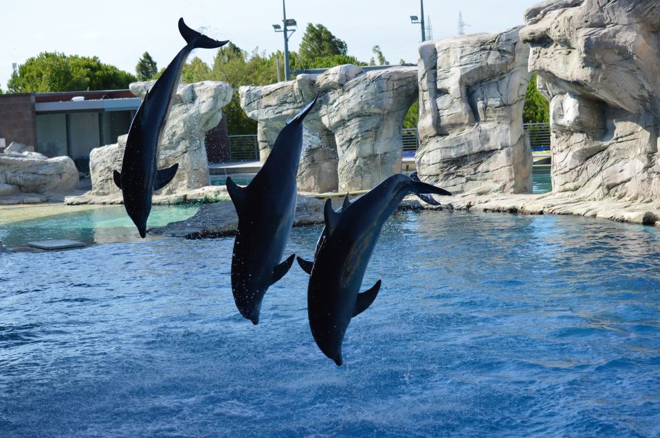 Delfini -oltremare park - foto povečava
