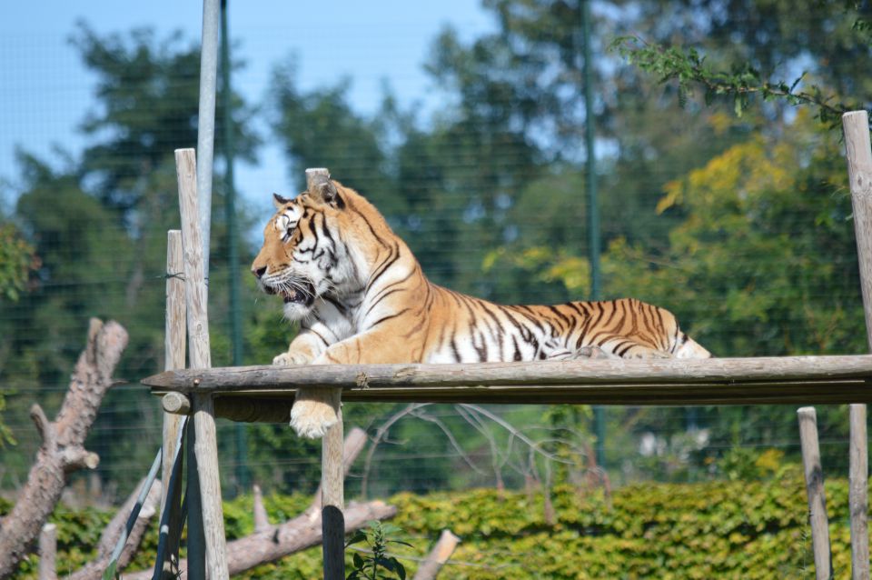 Safari - mirabilandija - foto povečava