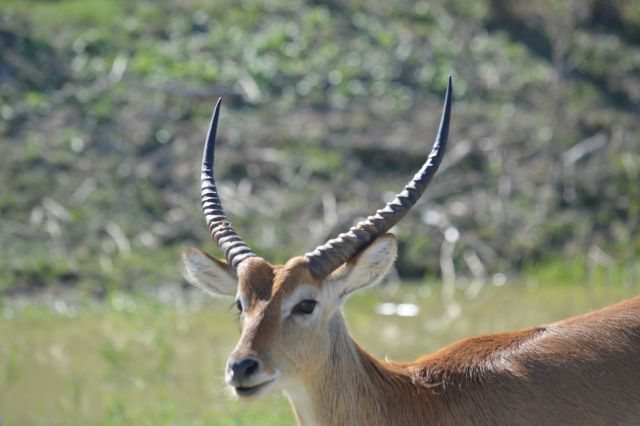 Safari - mirabilandija - foto