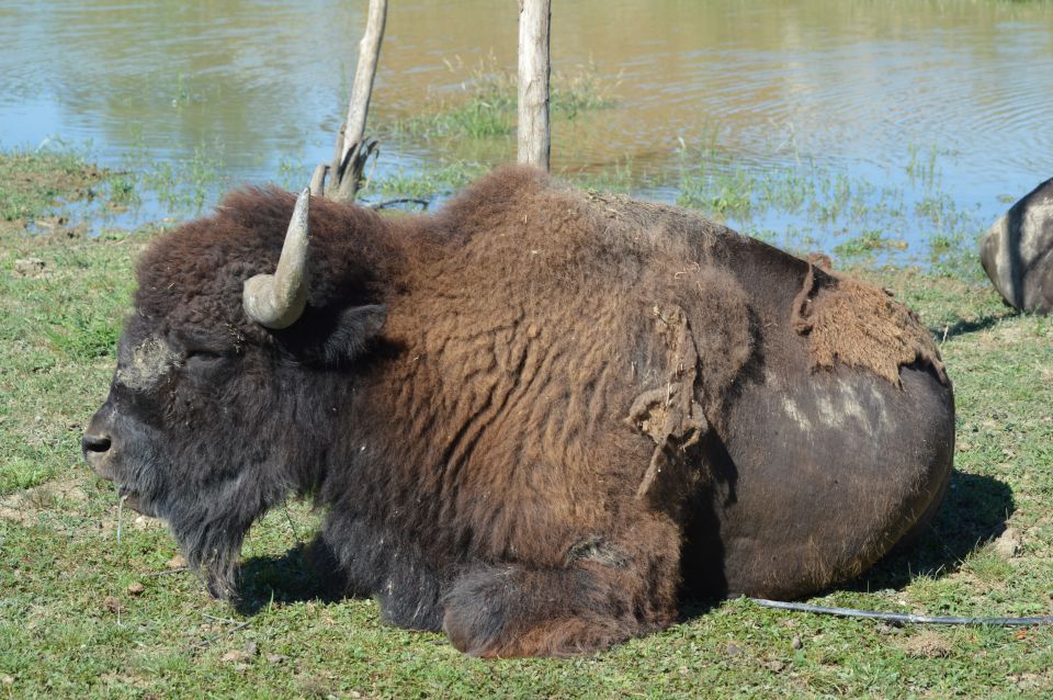 Safari - mirabilandija - foto povečava