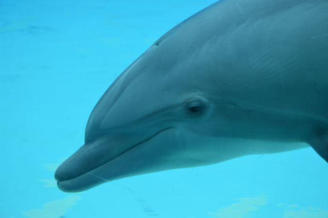 Oltremare delfini - foto