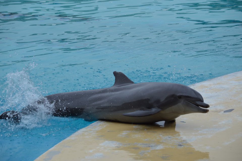 Oltremare delfini - foto povečava
