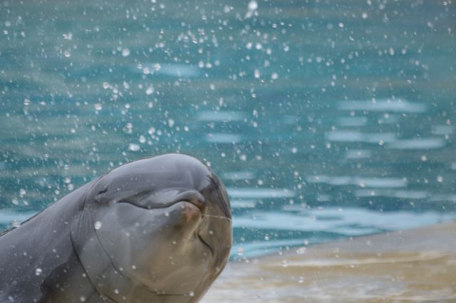 Oltremare delfini - foto