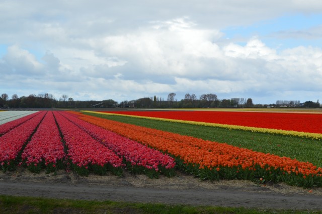 Tulipani Keukenhof Holandija - foto
