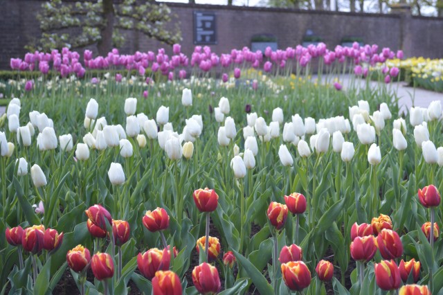 Tulipani Keukenhof Holandija - foto