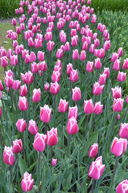 Tulipani Keukenhof Holandija - foto