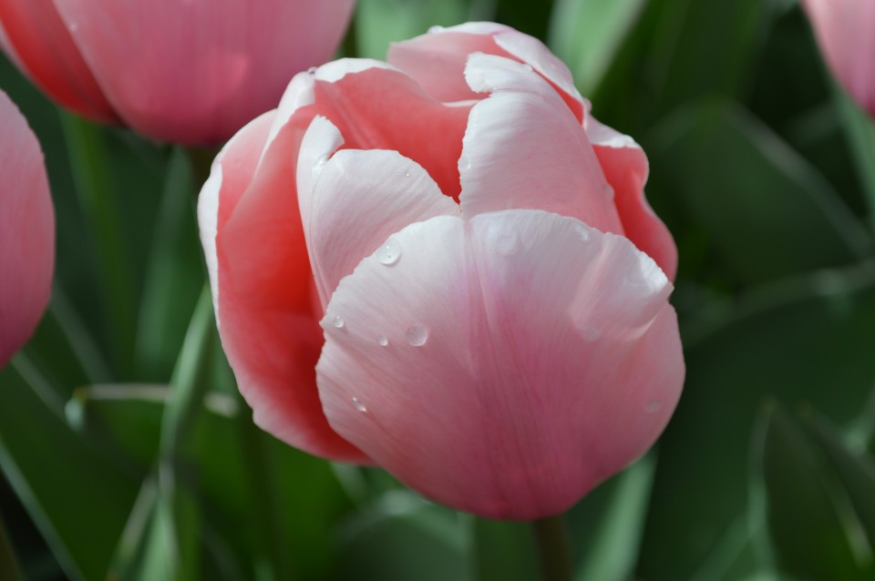 Tulipani Keukenhof Holandija - foto povečava