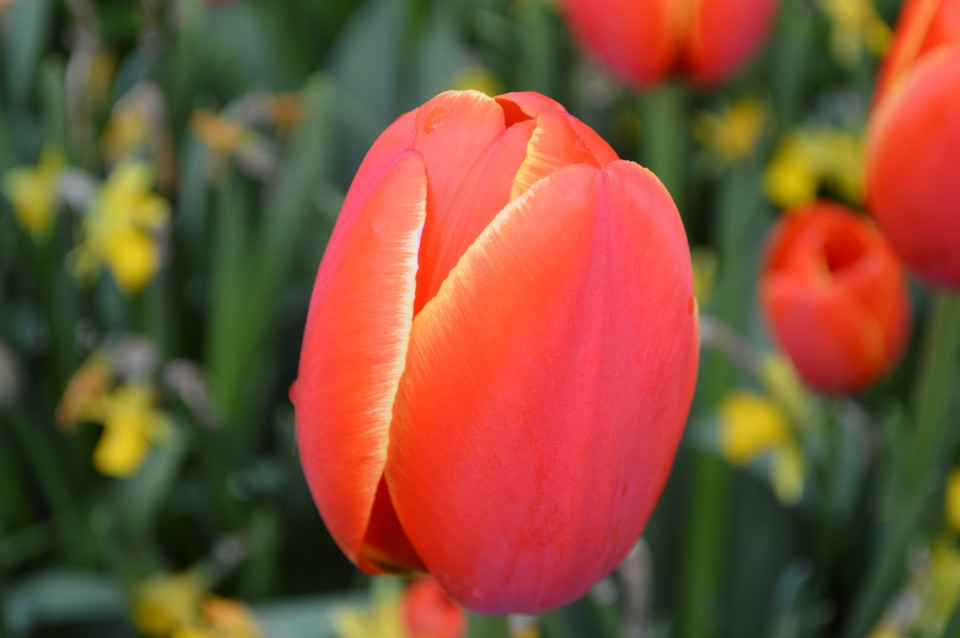 Tulipani Keukenhof Holandija - foto povečava