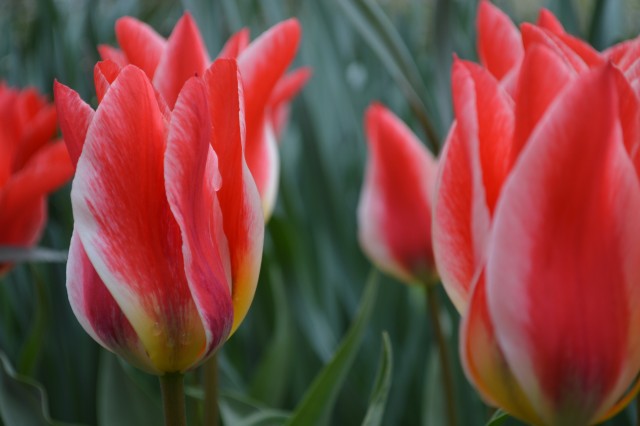 Tulipani Keukenhof Holandija - foto