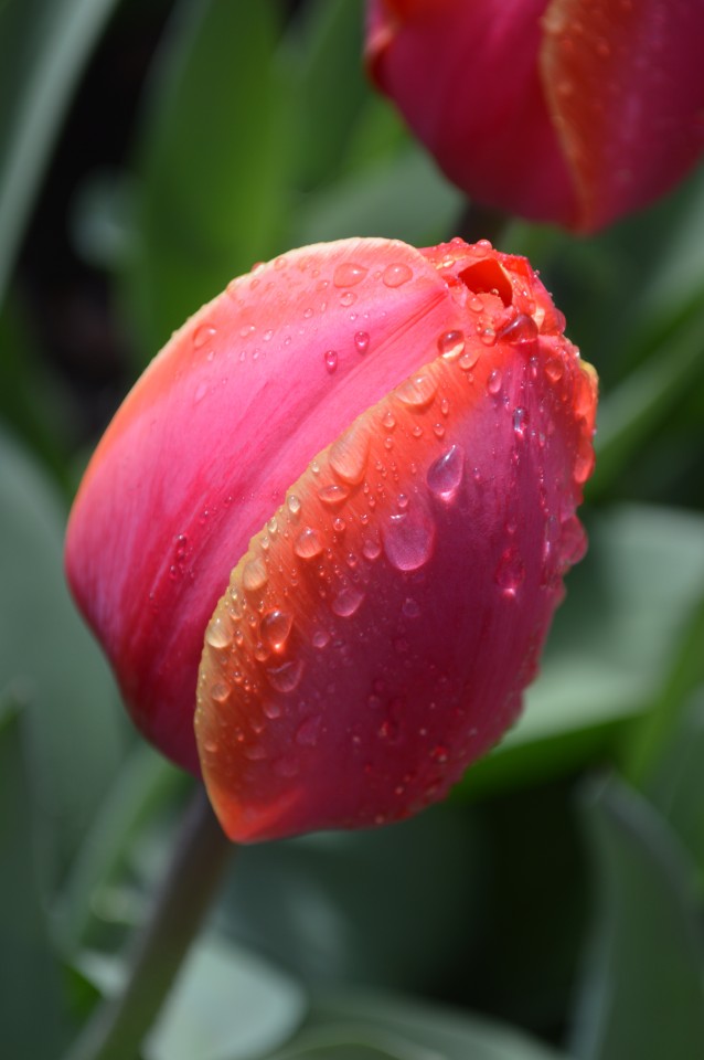 Tulipani Keukenhof Holandija - foto povečava