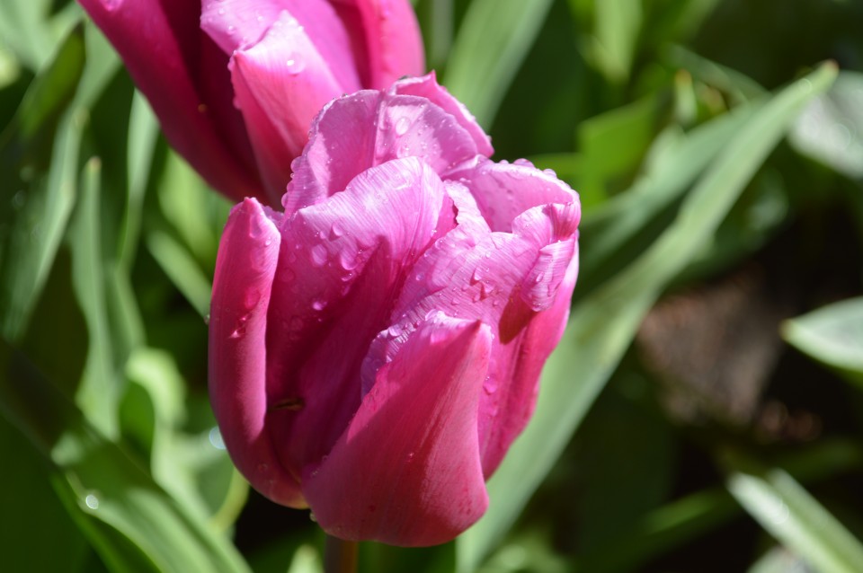 Tulipani Keukenhof Holandija - foto povečava