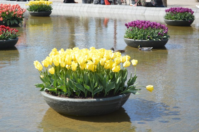 Tulipani Keukenhof Holandija - foto