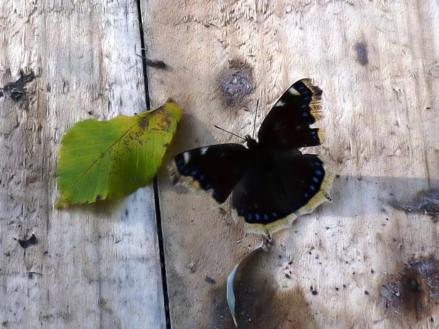Leptir,takozvani...mrtvački plašt,vrlo rijedak leptir