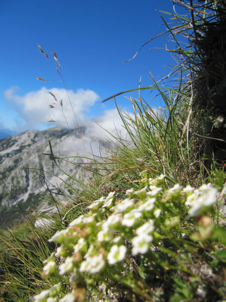 17.8.2011 VRTAČA 2180m - foto povečava