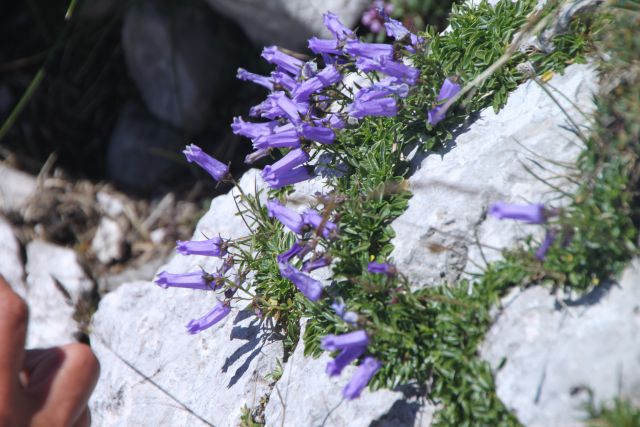 17.8.2011 VRTAČA 2180m - foto