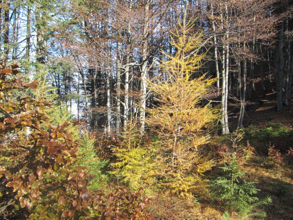 Jerebikovec 1593m - foto povečava