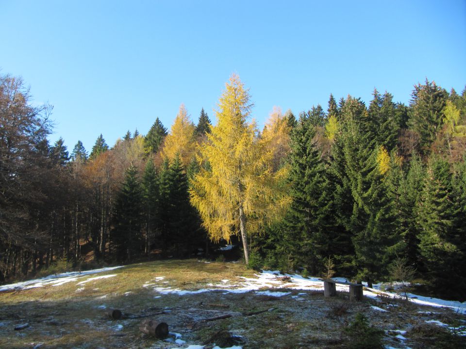 Jerebikovec 1593m - foto povečava