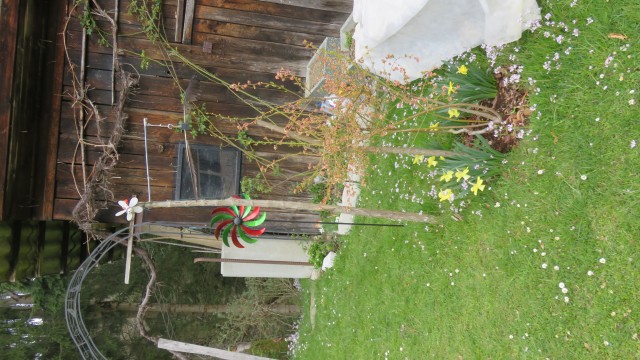 ROŽE - foto