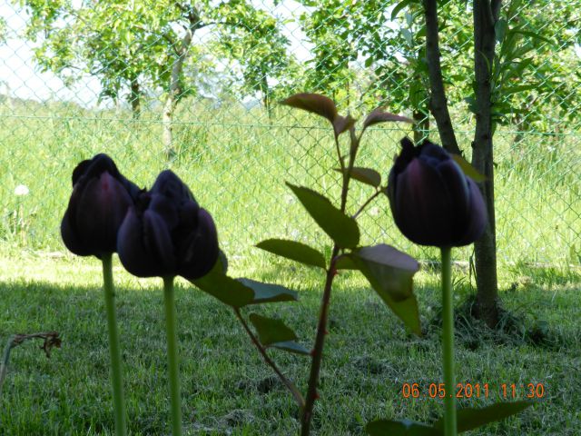 črni tulipan